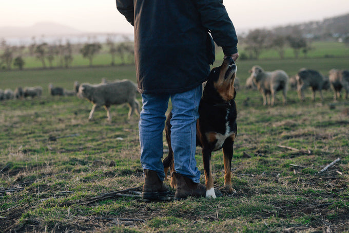 blundstones in winter